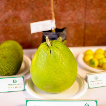 National conference on strengthening food systems through increased fruit cultivation, 18–19 November 2025