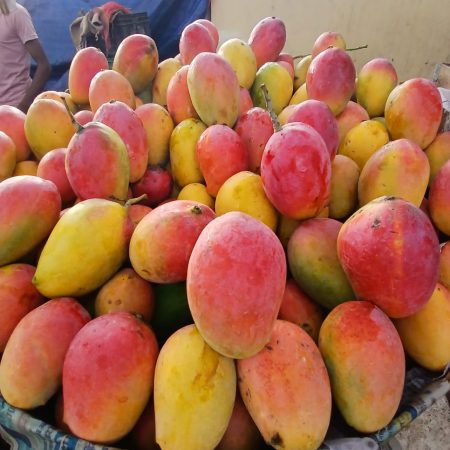 Gulab khaas, a variety of mango from eastern India
