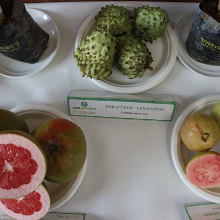 National conference on strengthening food systems through increased fruit cultivation, 18–19 November 2025