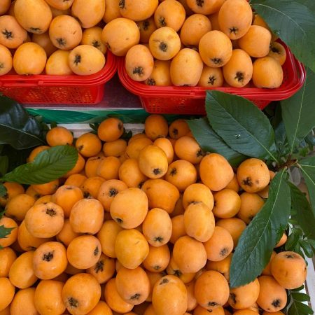Loquat (Eriobotrya japonica)